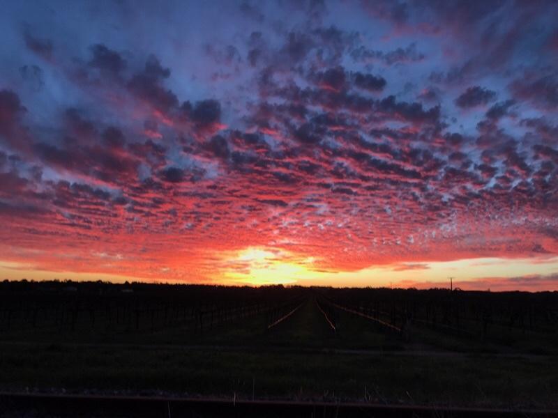 Barossa House Panzió Tanunda Kültér fotó